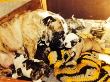 Swaby - Bulldogs Nursing