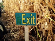 Corn maze 3