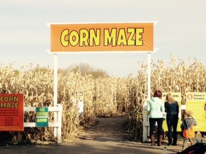 Edmonton Corn Maze