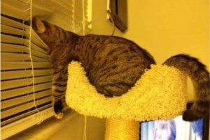 http://justsomething.co/the-37-funniest-photos-of-cats-sleeping-in-the-most-awkward-positions/