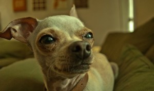 The Best High for Five Bucks