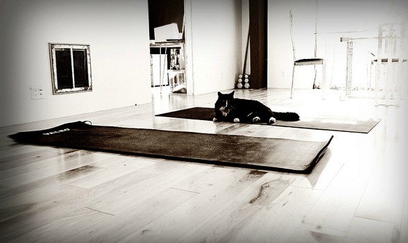 Jesus and My Yoga Cat