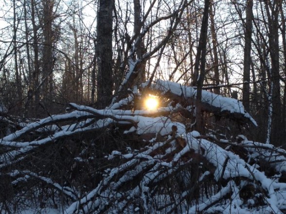 Sunset through the thicket