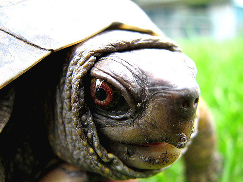 audrey_turtle_10-ways-that-you-protect-yourself-from-pain-and-what-you-can-do-about-it